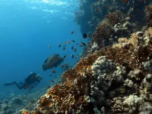 Dahab reff